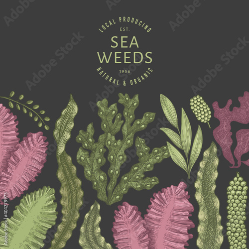 Seaweed color design template. Hand drawn vector seaweeds illustrations on dark background. Engraved style sea food banner. Retro sea plants background