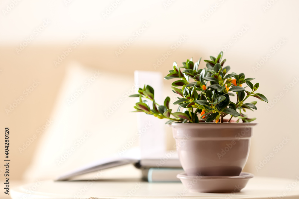 Fototapeta premium Beautiful potted Goldfish plant on table. Space for text