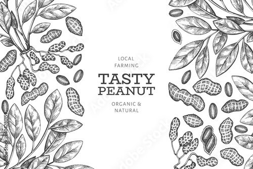 Hand drawn peanut branch and kernels design template. Organic food vector illustration on white background. Retro nut background. Engraved style botanical picture.