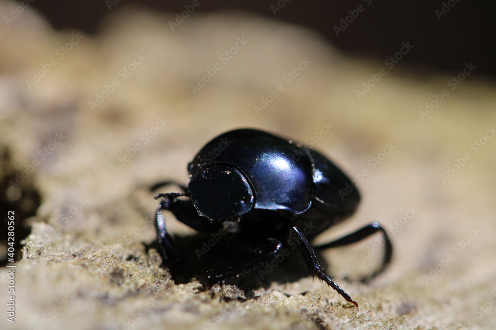 beetle in a closeup view beetle in a closeup view