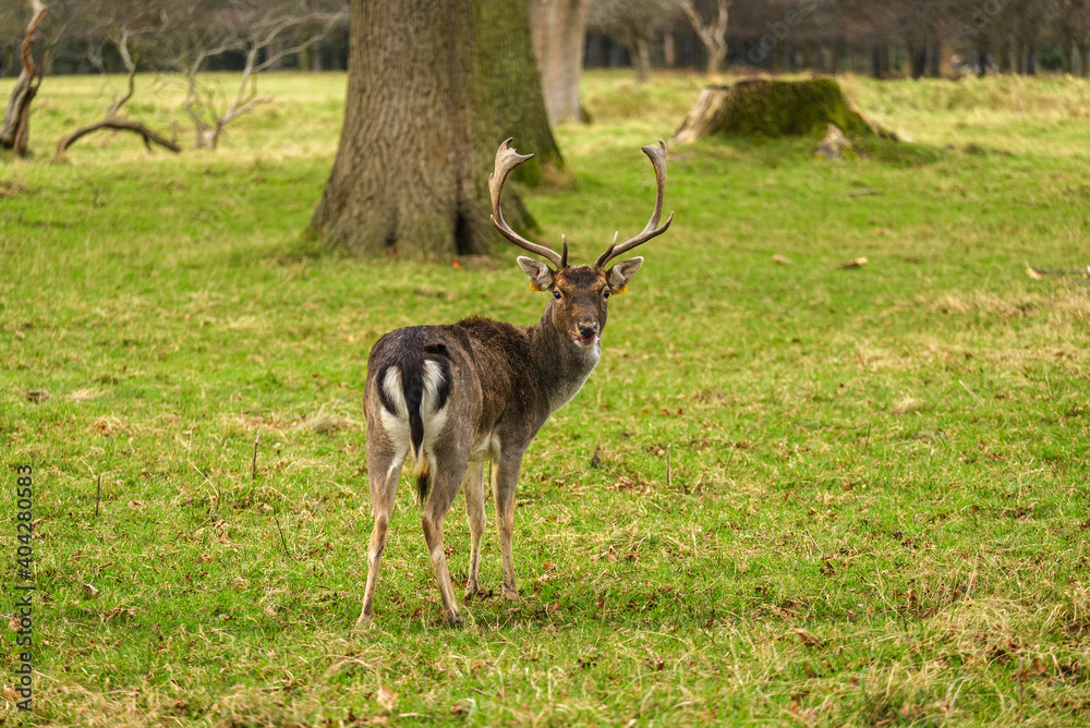 Wild young deer in Phoenix Park, Dublin, Ireland Wild young deer in Phoenix Park, Dublin, Ireland