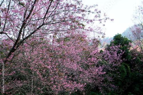 Wild Himalayan Cherry,Sakura Thailand,Pink flower in Thailand national park at phu lom lo, Loei, Thailand. 