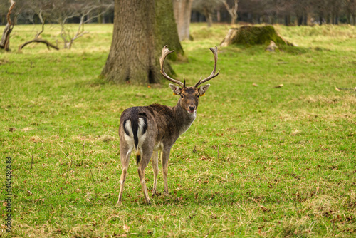 Fototapeta Naklejka Na Ścianę i Meble -  Wild young deer in Phoenix Park, Dublin, Ireland