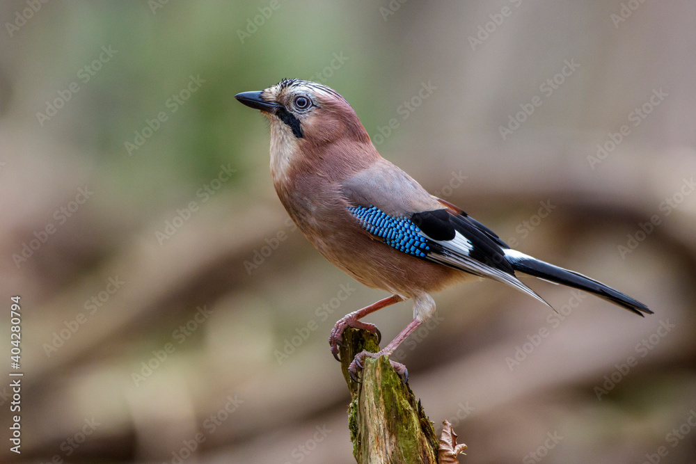 Obraz premium Eichelhäher (Garrulus glandarius)