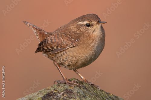 Wren on fence post with erect tail