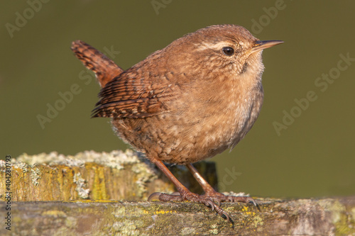 Wren on frosty fence with erect tail