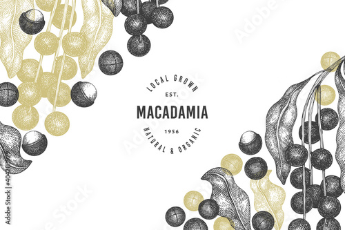 Hand drawn macadamia branch and kernels design template. Organic food vector illustration on white background. Retro nut illustration. Engraved style botanical banner.
