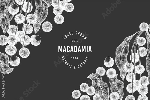 Hand drawn macadamia branch and kernels design template. Organic food vector illustration on chalk board. Vintage nut illustration. Engraved style botanical banner.