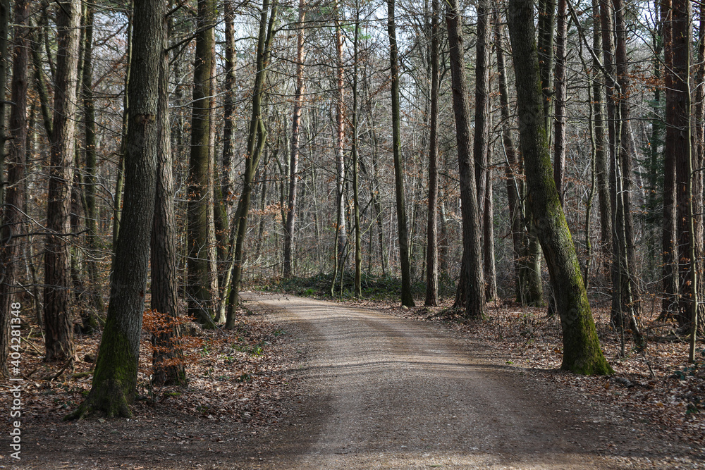 Walking pathway landscape through a beautiful forest in winter at Cologne Germany.