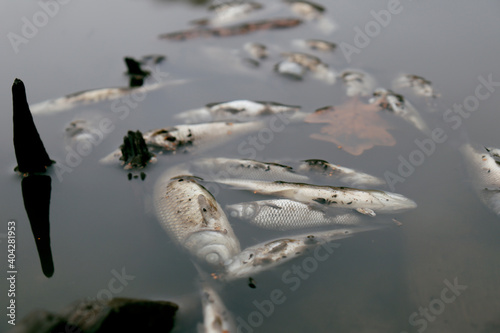 dead fish on a lake 
