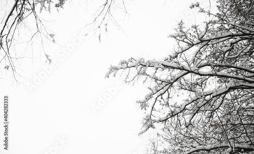 Side view of tree branches covered with snow Winter. Background picture. Outdoors