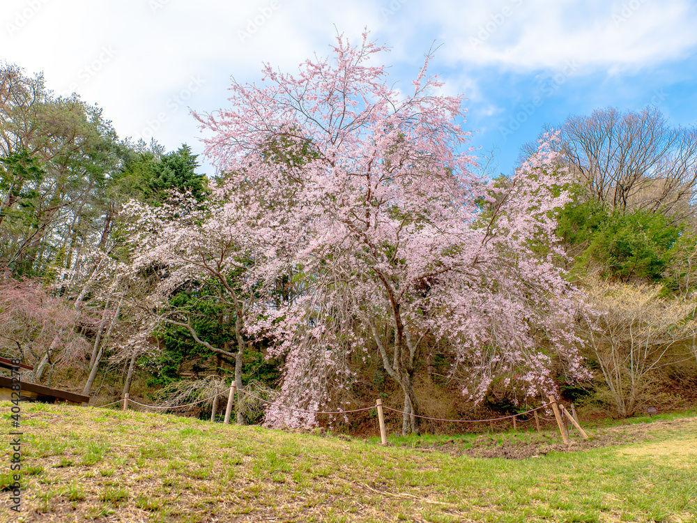 神戸・森林植物園のベニシダレ桜 神戸・森林植物園のベニシダレ桜
