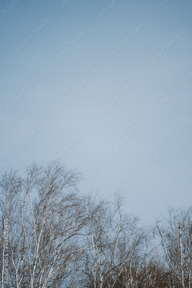Leafless branches of birch trees against the clear blue sky. Leafless branches of birch trees against the clear blue sky.