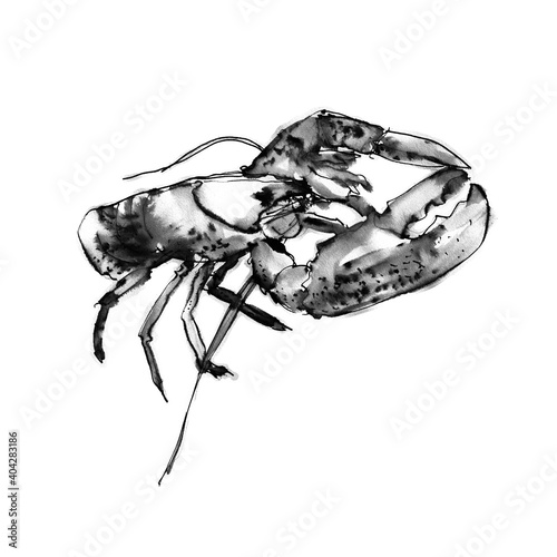 Watercolor lobster on a white background. Graphic art. Ink drawing. Hand drawing. Postcard, design, wallpaper, poster, graphic resource.