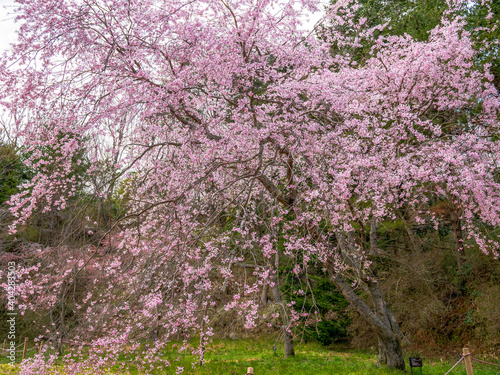 神戸・森林植物園のベニシダレ桜
