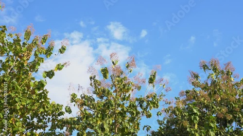 teak tree moving by wind