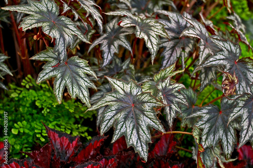Begonia ' Little Brother Montgomery' variegated leaves in close up