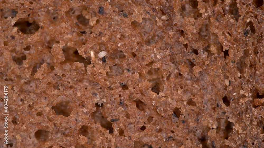 Flour Mite Acarus sp. crawls on a piece of bread, family Acaridae. The pest damages: grain, dried fruits and vegetables, cheese, flour products Flour Mite Acarus sp. crawls on a piece of bread, family Acaridae. The pest damages: grain, dried fruits and vegetables, cheese, flour products