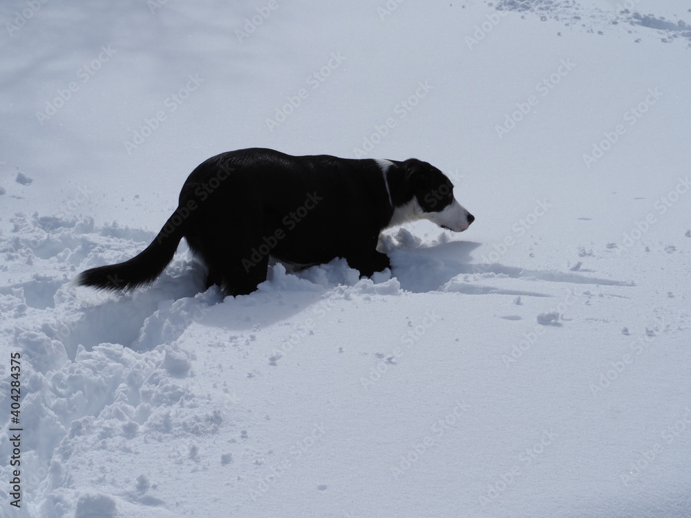 Border collie pelo corto