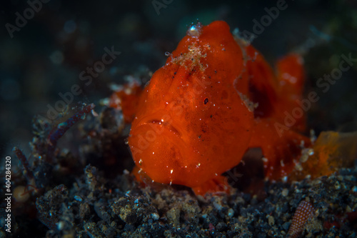  Close up detailed portrait of orange painted frogfish