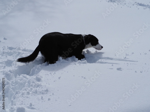 Obraz na płótnie Border collie pelo corto w salonie