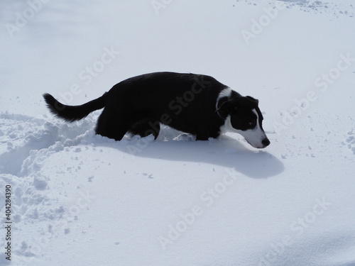 Obraz na płótnie Border collie pelo corto w salonie