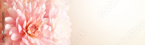 Defocused pastel, peach, coral dahlia petals close up of flower dahlia, floral abstract banner, soft focus.