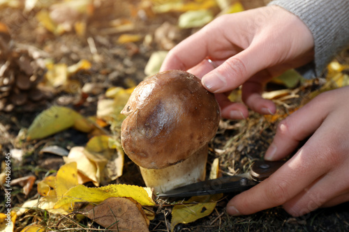 Woman with knife cutting fresh wild mushroom in forest, closeup photo