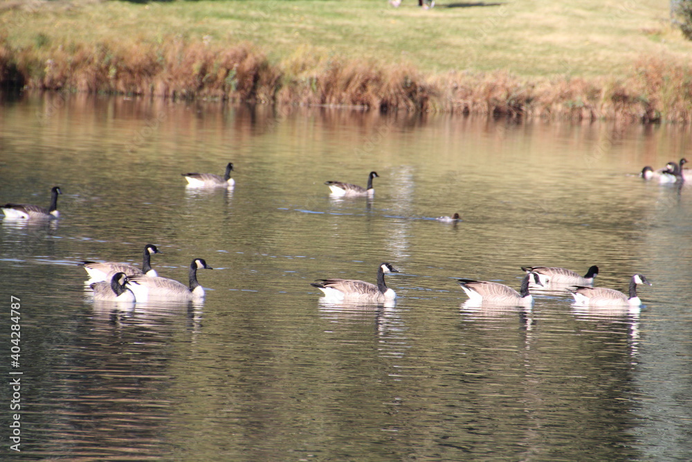 Calm Geese, William Hawrelak Park, Edmonton, Alberta Calm Geese, William Hawrelak Park, Edmonton, Alberta