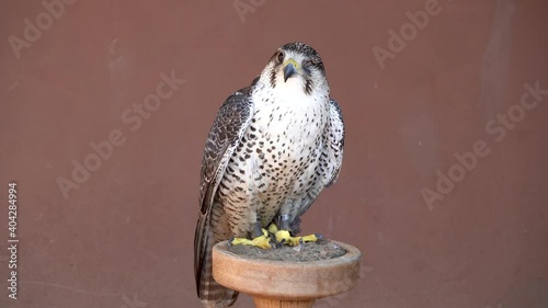 Saker (Saqr) falcon (Falco cherrug) hybrid mix head shot very close up. Falconry or keeping falcons and racing them in the middle east. photo