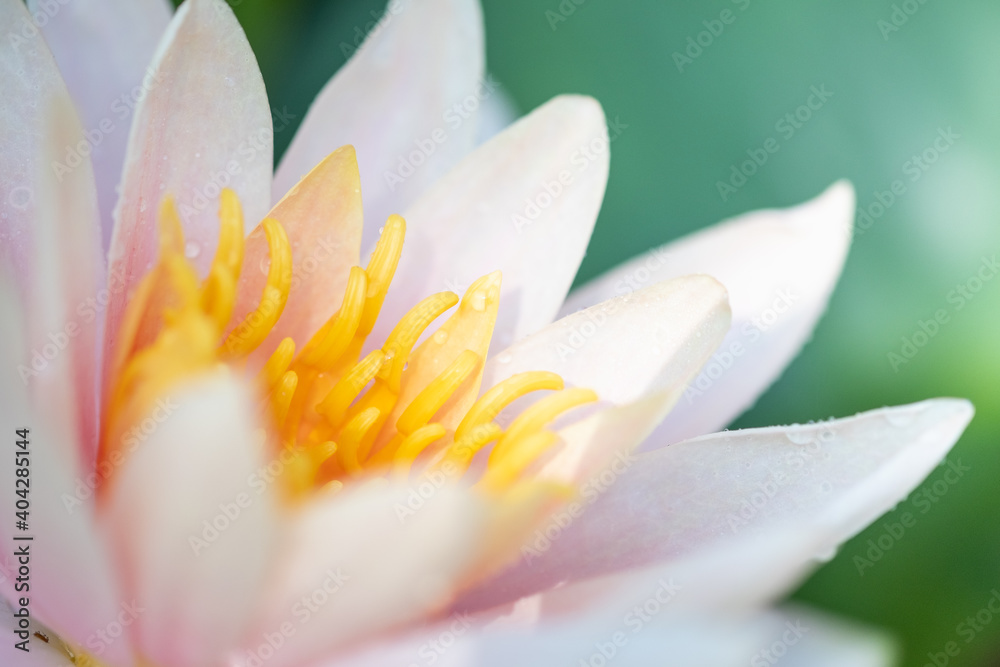 Fototapeta premium Concept nature view of yellow and pink leaf on blurred greenery background in garden and sunlight with copy space using as background natural green plants landscape, ecology, fresh wallpaper concept.