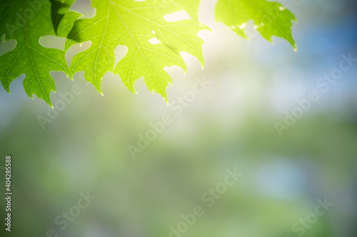 Concept nature view of green leaf on blurred greenery background in garden and sunlight with copy space using as background natural green plants landscape  ecology  fresh wallpaper concept.