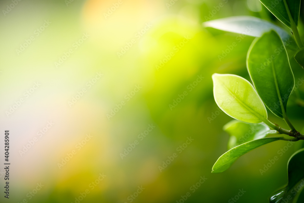 Concept nature view of green leaf on blurred greenery background in garden and sunlight with copy space using as background natural green plants landscape, ecology, fresh wallpaper concept.
