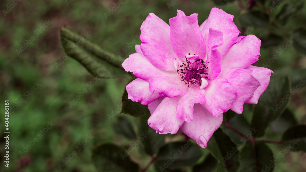 una flor purpura rodeada de el verde del campo una flor purpura rodeada de el verde del campo