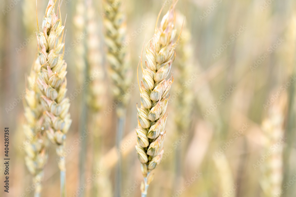 Ears of rye or wheat in the field. Agricultural fields sown with cereals.