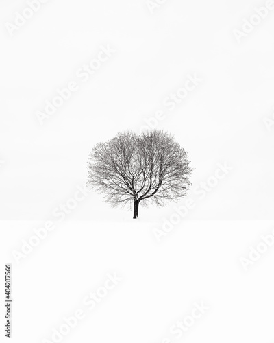 tree in snow © Lars