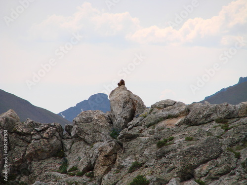 animal on a rocky outcrop