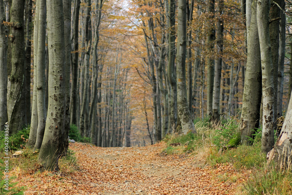 Obraz premium Autumn in the forest near Klimczok peak, Silesian Beskids, Poland
