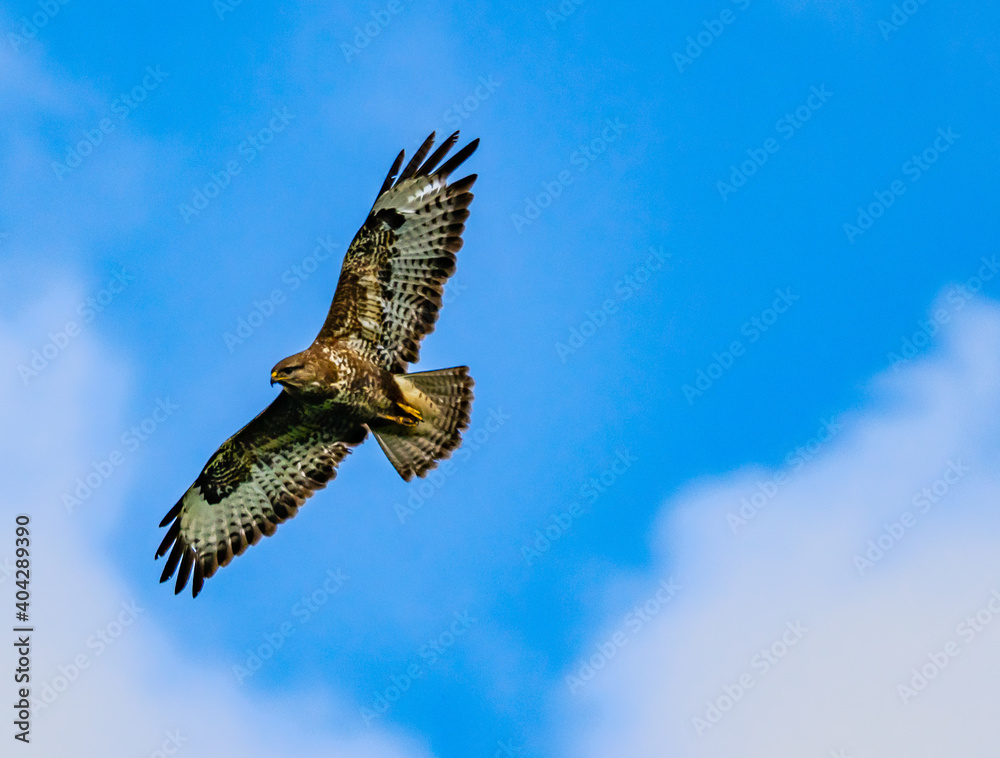 Fototapeta premium eagle in flight