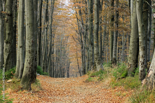 Fototapeta Naklejka Na Ścianę i Meble -  Autumn in the forest near Klimczok peak, Silesian Beskids, Poland