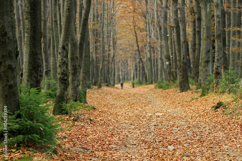 Fototapeta Naklejka Na Ścianę i Meble -  Autumn in the forest near Klimczok peak, Silesian Beskids, Poland