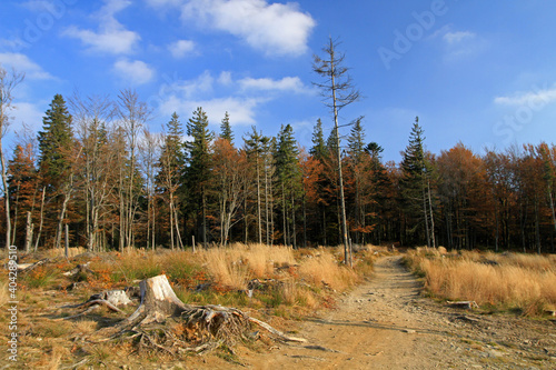 Fototapeta Naklejka Na Ścianę i Meble -  Autumn in the forest near Klimczok peak, Silesian Beskids, Poland