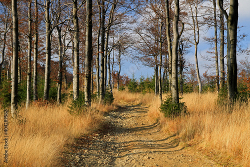 Fototapeta Naklejka Na Ścianę i Meble -  Autumn in the forest near Klimczok peak, Silesian Beskids, Poland