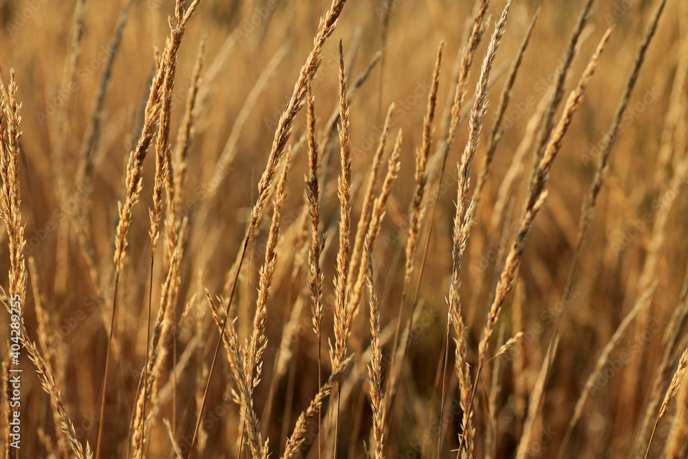 Fototapeta premium Golden grass in autumn, Silesian Beskids, Poland