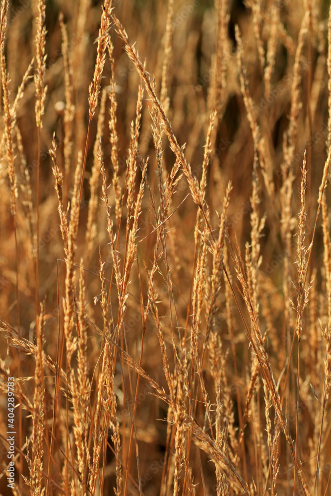 Golden grass in autumn, Silesian Beskids, Poland Golden grass in autumn, Silesian Beskids, Poland