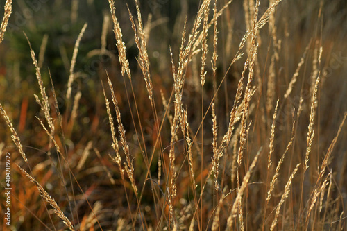 Golden grass in autumn, Silesian Beskids, Poland