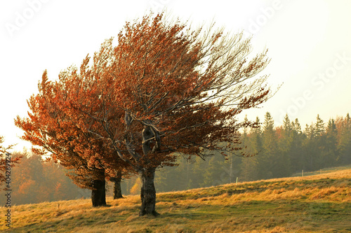 Fototapeta Naklejka Na Ścianę i Meble -  Autumn in the mountains, near Blatnia peak, Silesian Beskids, Poland