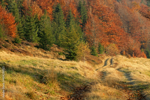 Fototapeta Naklejka Na Ścianę i Meble -  Autumn in the mountains, near Blatnia peak, Silesian Beskids, Poland