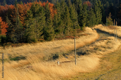 Autumn in the mountains, near Blatnia peak, Silesian Beskids, Poland photo