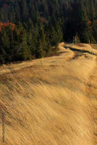 Fototapeta Naklejka Na Ścianę i Meble -  Autumn in the mountains, near Blatnia peak, Silesian Beskids, Poland